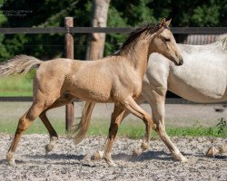 Deckhengst River´s Golden Rabbit AS (Deutsches Reitpony, 2020, von PrH Riverdance)