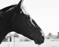 dressage horse Denver 200 (Hanoverian, 2005, from Don Vino)