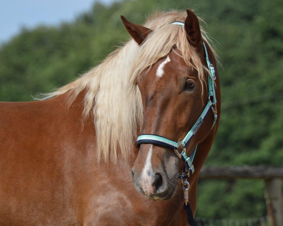 horse Edelweiß Nero XIV (Noric, 2018, from Einstein Nero XIII)