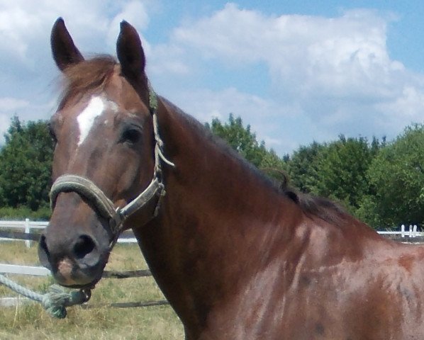 Pferd Lorelei 55 (Thüringer, 1995, von Dozent)