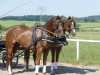 dressage horse Queen Ida 3 (Mecklenburg, 2015, from Quadroneur)