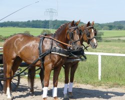 dressage horse Queen Ida 3 (Mecklenburg, 2015, from Quadroneur)