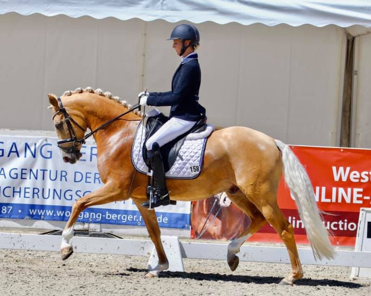 dressage horse Atomic Bomberman 3 (German Riding Pony, 2017, from A new Star)