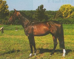 stallion Timpex Hódító (Hungarian Warmblood, 1993, from Hospodar)