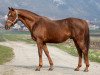 stallion Balu xx (Thoroughbred, 1999, from Sternkönig xx)