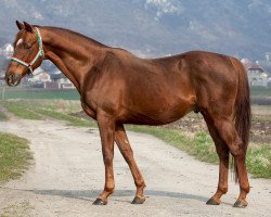 stallion Balu xx (Thoroughbred, 1999, from Sternkönig xx)