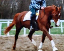 broodmare Famina 2 (Westphalian,  , from Feuerstern)