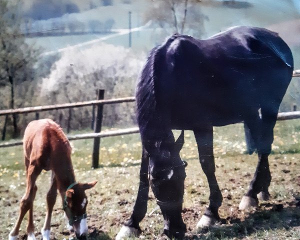 broodmare Ti Tania (Alt-Oldenburger / Ostfriesen, 1975, from Markus)