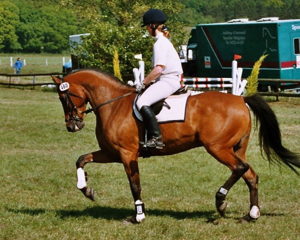 Pferd Lui 42 (Holsteiner, 1999, von Locato)