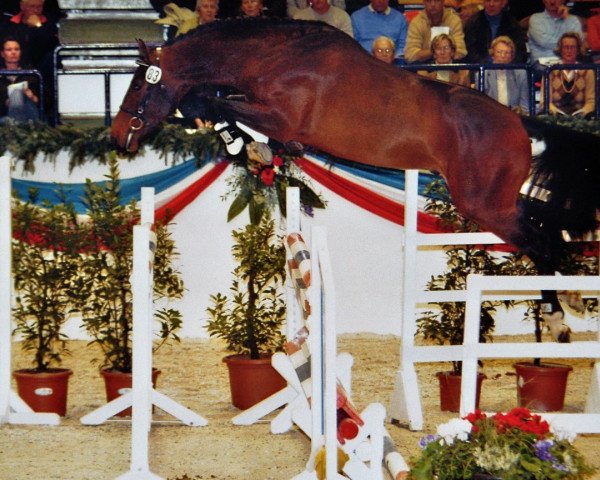horse Licato 3 (Holsteiner, 2004, from Locato)