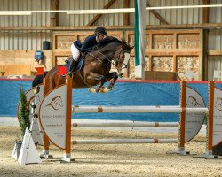 jumper Pinacola D'o (Belgian Warmblood, 2015, from Quantum)