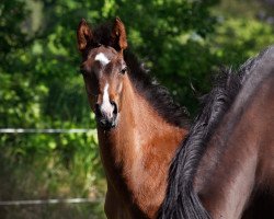 dressage horse Zazu (Oldenburg, 2020, from Zoom)