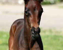 dressage horse Dark Touch of Magic (Rhinelander, 2020, from Diamond Deluxe 3)