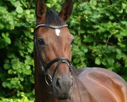 broodmare Escada 225 (Westphalian, 2007, from Ehrenpreis)