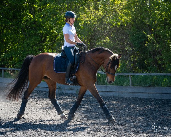 dressage horse Cleo 258 (Holsteiner, 2009)