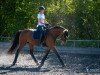 dressage horse Cleo 258 (Holsteiner, 2009)