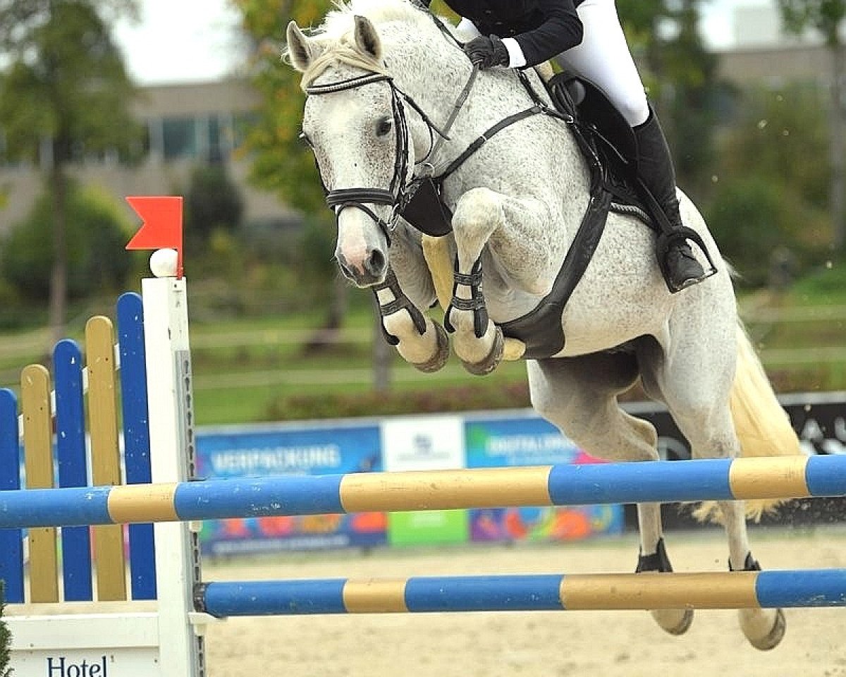 jumper Quiggly (Hanoverian, 2009, from Quintender 2)