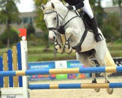 jumper Quiggly (Hanoverian, 2009, from Quintender 2)