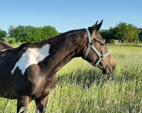 dressage horse Hengst von Karl Lagerfeld x Camaro (Trakehner, 2019, from Karl Lagerfeld)