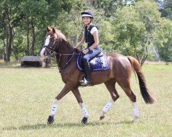 Springpferd HJ Riley Star (Deutsches Reitpony, 2015, von Oosteinds Ricky)