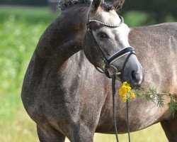 Springpferd Captain Capa (Deutsches Reitpony, 2017, von Chic in Time)