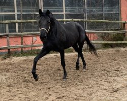 broodmare Moschina (Oldenburg, 2016, from Morricone)