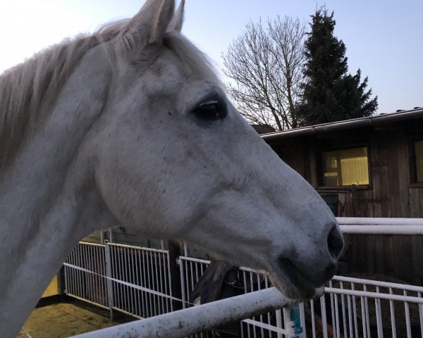 broodmare Caroline (Hanoverian, 1996, from Carbid 3)