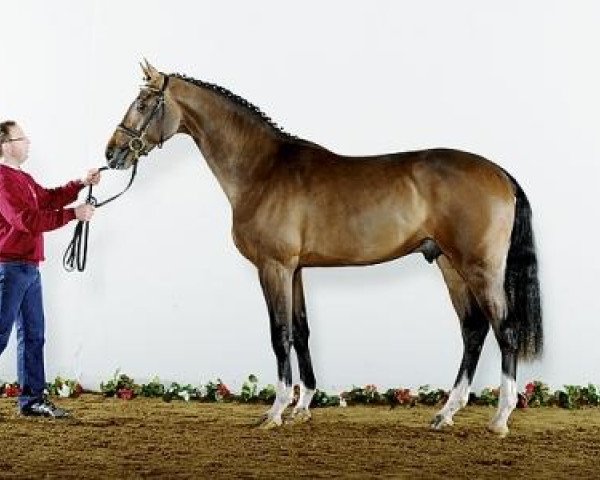 stallion Commentator (American Warmblood, 2009, from BB Carvallo)
