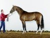 stallion Commentator (American Warmblood, 2009, from BB Carvallo)