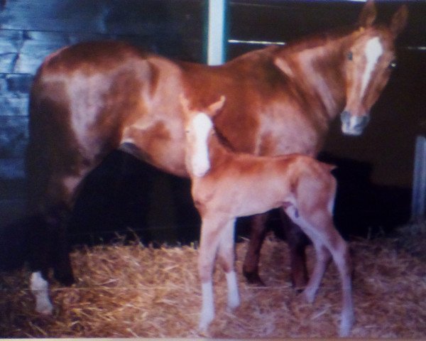 broodmare Bastogne (Rhinelander, 1990, from Boss)