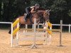 jumper Canmore Rocky (Hungarian Warmblood, 2014, from Calgary)