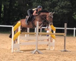 jumper Canmore Rocky (Hungarian Warmblood, 2014, from Calgary)