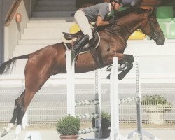 jumper Felice's Alpenkoenig CH (Swiss Warmblood, 2016, from Felton VDL)