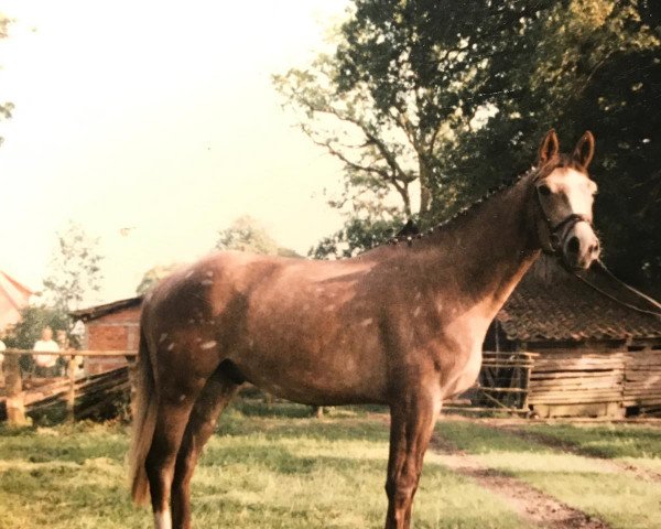 Pferd Herbstfeuer (Trakehner, 1991, von Argument)