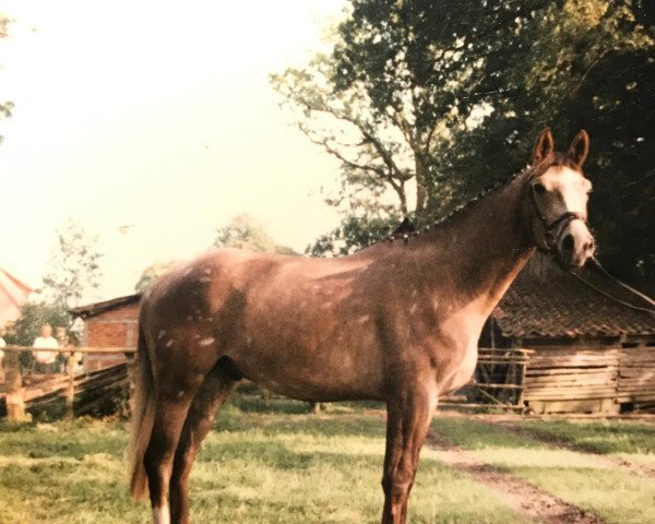 horse Herbstfeuer (Trakehner, 1991, from Argument)