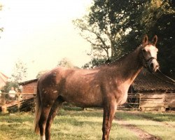 Pferd Herbstfeuer (Trakehner, 1991, von Argument)