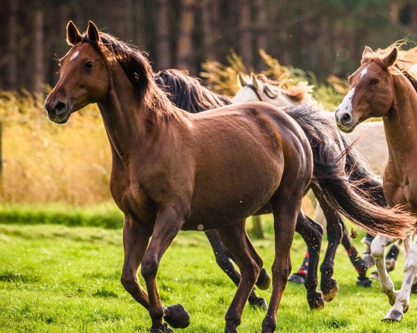 Pferd Ashantia (Deutsches Reitpferd, 2009, von Amatcho)