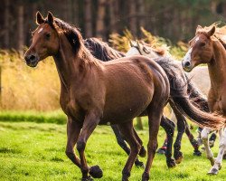 horse Ashantia (German Warmblood, 2009, from Amatcho)