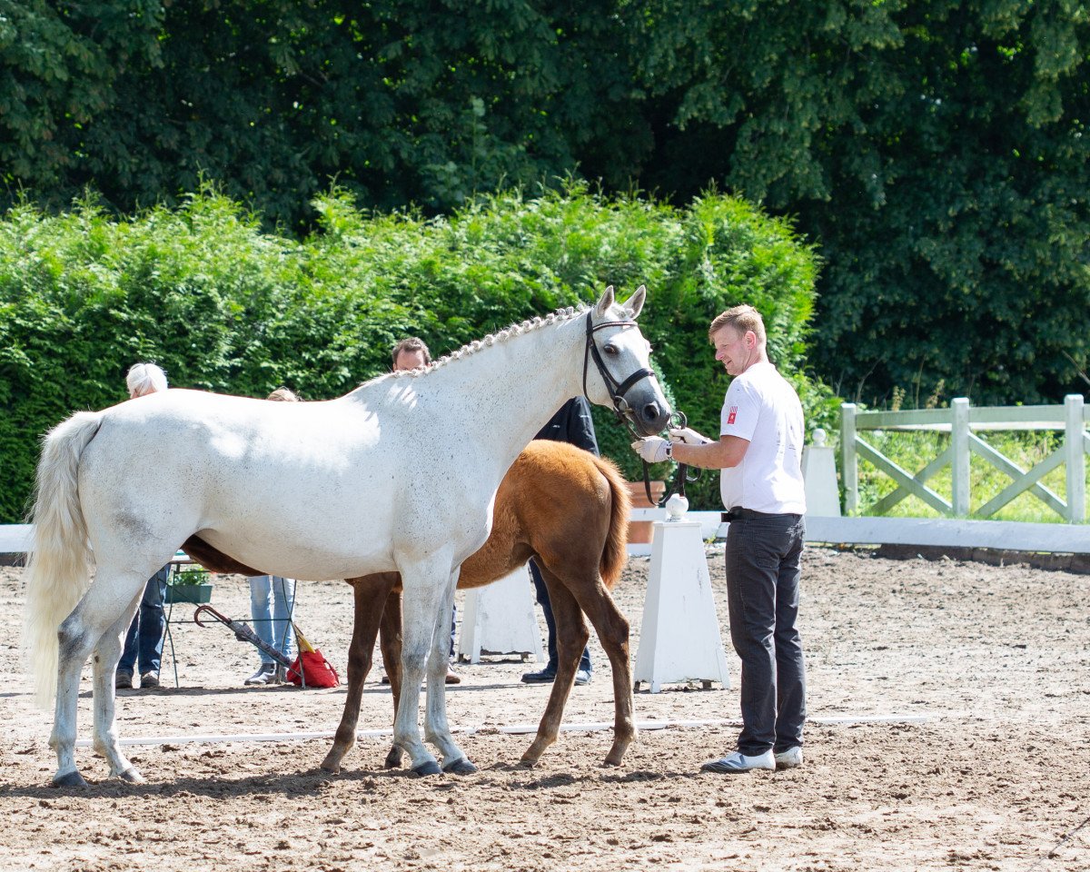 Zuchtstute Roxainne (Trakehner, 2008, von Elfado)