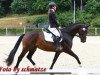 broodmare La vida Loca 21 (German Sport Horse, 2016, from Lahnstein 4)