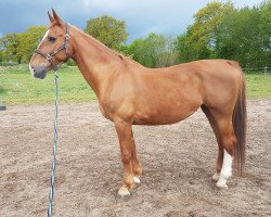 horse Utasja (KWPN (Royal Dutch Sporthorse), 2001, from Wouter)