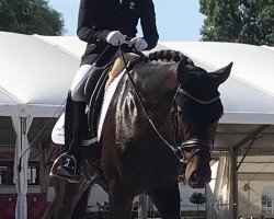 stallion Fürsten Hit (Hanoverian, 2016, from Fürstenball)