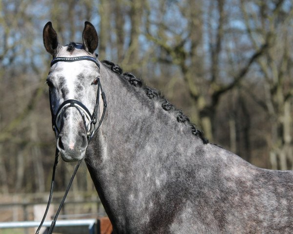 dressage horse Duna Blanca (Hanoverian, 2014, from Don Darius)