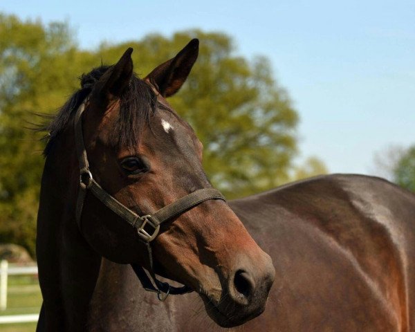 broodmare Stella Donna (Oldenburg, 2005, from Sir Donnerhall I)