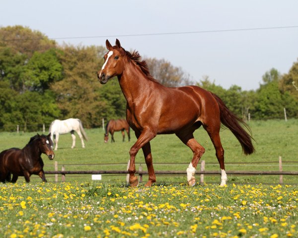 broodmare Penelopez (Westphalian, 2005, from Peking)