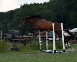 dressage horse Juvida CB (Mecklenburger, 2015, from Juventus)