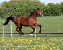 horse Gramy (Württemberger, 1992, from Grand Canyon)