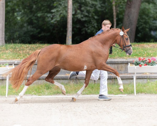 broodmare Schelenburgs New Flame (German Riding Pony, 2017, from Fs Numero Uno)