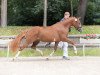 broodmare Schelenburgs New Flame (German Riding Pony, 2017, from Fs Numero Uno)