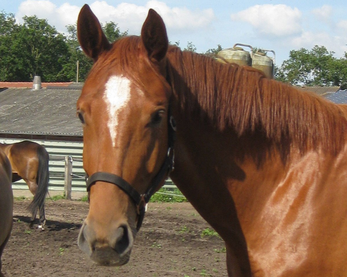 broodmare Wahalla (Hanoverian, 2011, from Weltmeyer)